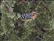 Red-and-yellow Barbet (Trachyphonus erythrocephalus)