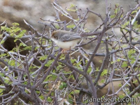 Red-fronted Warbler (Urorhipis rufifrons)