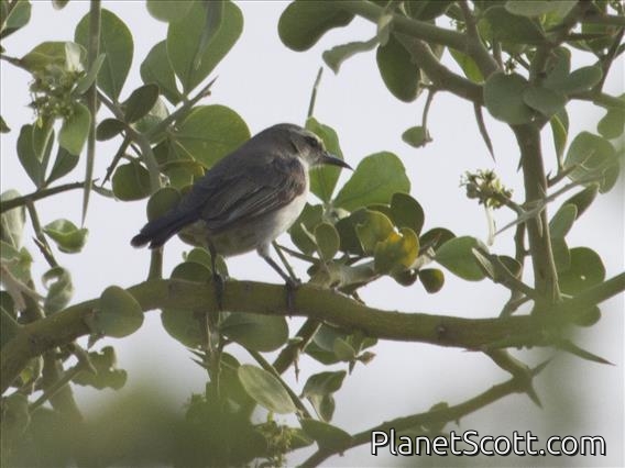 Kenya Violet-backed Sunbird (Anthreptes orientalis)