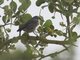 Kenya Violet-backed Sunbird (Anthreptes orientalis)