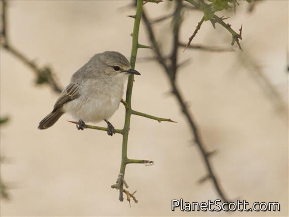 Grayish Flycatcher (Bradornis microrhynchus)