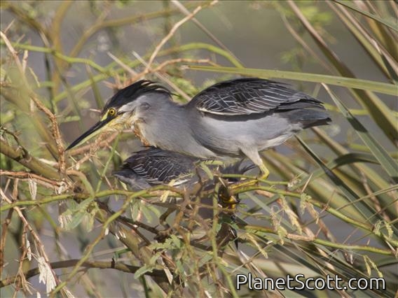 Striated Heron (Butorides striata)