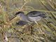 Striated Heron (Butorides striata)