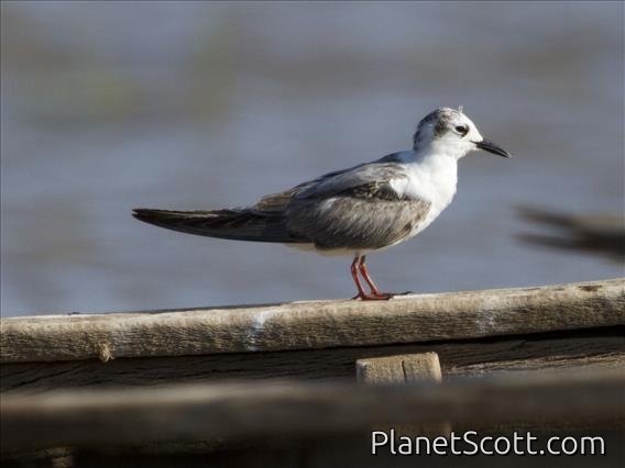White-winged Tern (Chlidonias leucopterus)