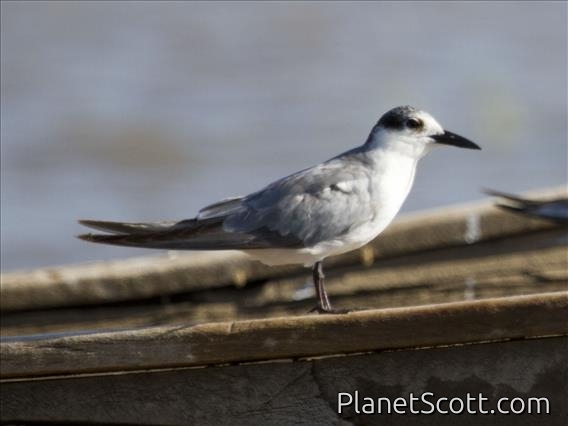 Whiskered Tern (Chlidonias hybrida)