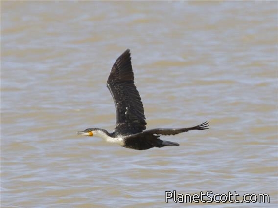 Great Cormorant (Phalacrocorax carbo) - Flying
