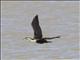 Great Cormorant (Phalacrocorax carbo) - Flying