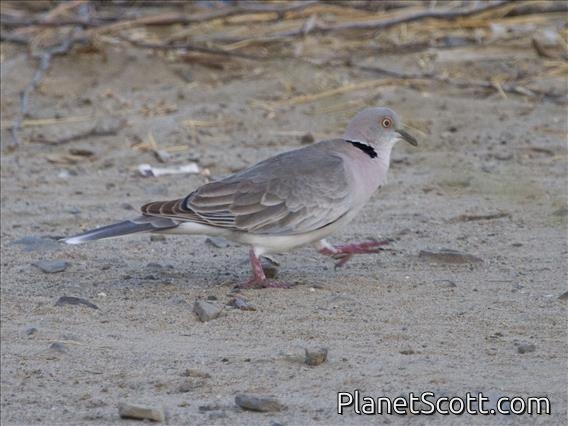 Mourning Collared-Dove (Streptopelia decipiens)