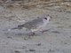 Mourning Collared-Dove (Streptopelia decipiens)