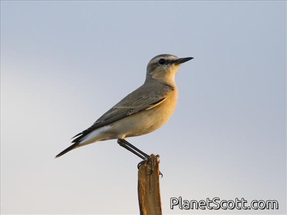 Isabelline Wheatear (Oenanthe isabellina)