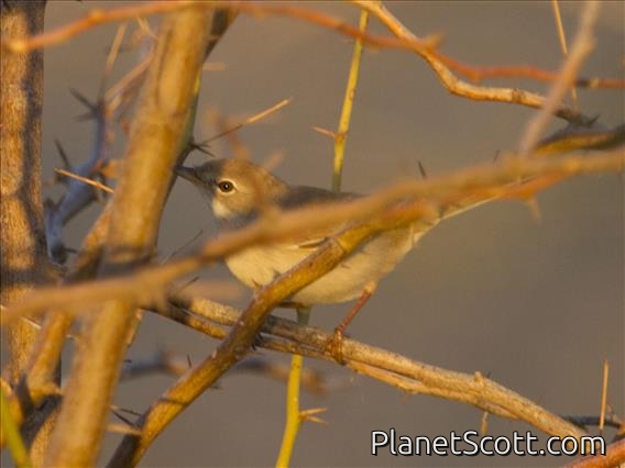 Greater Whitethroat (Sylvia communis)