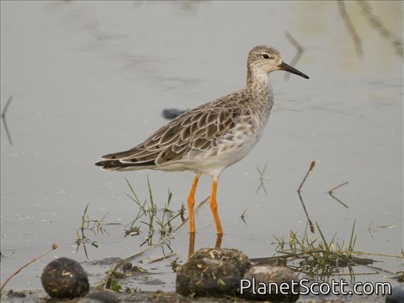 Ruff (Calidris pugnax)