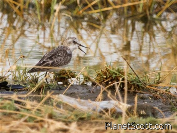 Little Stint (Calidris minuta)