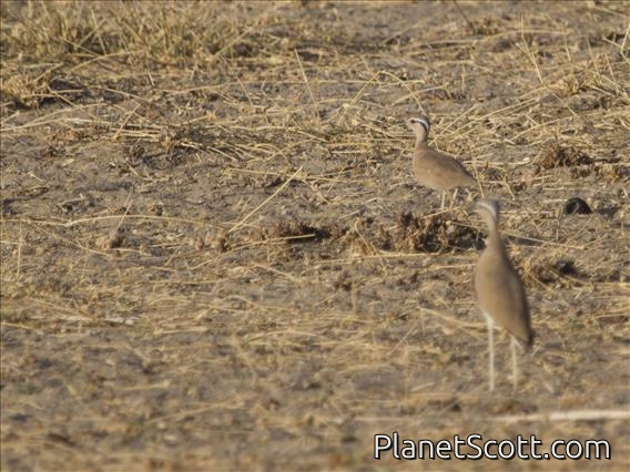 Somali Courser (Cursorius somalensis)