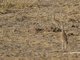 Somali Courser (Cursorius somalensis)