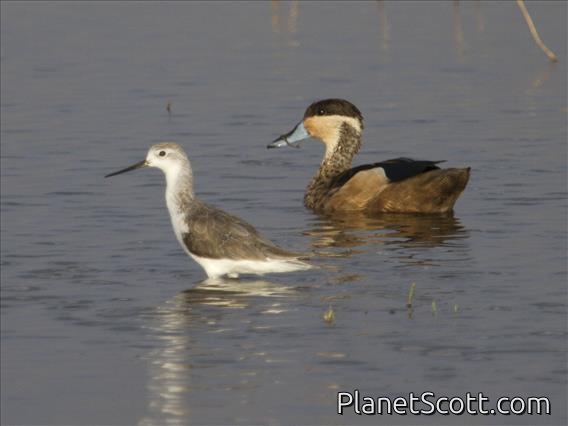 Hottentot Teal (Spatula hottentota) and Marsh Sandpiper