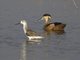 Hottentot Teal (Spatula hottentota) and Marsh Sandpiper