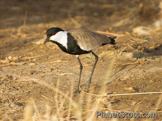 Spur-winged Plover (Vanellus spinosus)