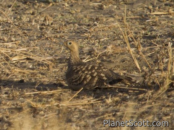 Chestnut-bellied Sandgrouse (Pterocles exustus) - Female