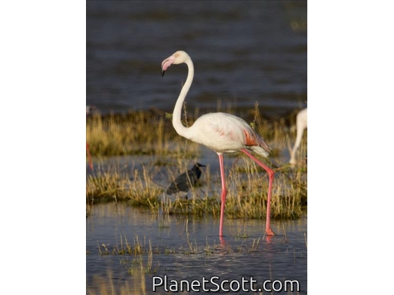 Greater Flamingo (Phoenicopterus roseus)