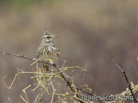 Crested Lark (Galerida cristata)