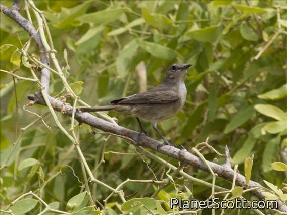 Brown-tailed Chat (Cercomela scotocerca)