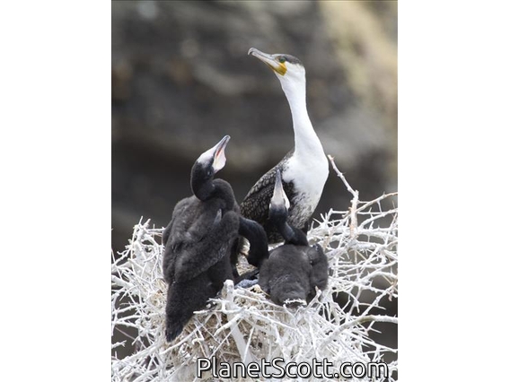 Great Cormorant (Phalacrocorax carbo) - With Young