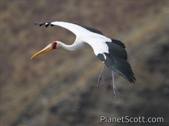 Yellow-billed Stork (Mycteria ibis) - In Flight