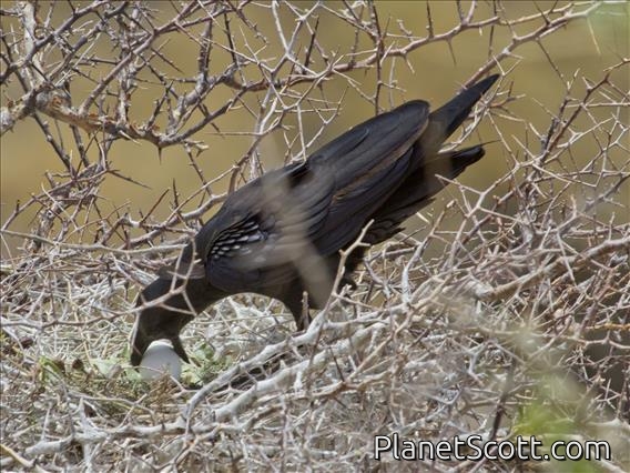 Fan-tailed Raven (Corvus rhipidurus)