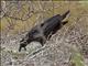 Fan-tailed Raven (Corvus rhipidurus)