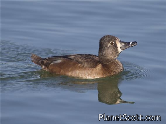 Ring-necked Duck (Aythya collaris) - Female