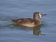 Ring-necked Duck (Aythya collaris) - Female