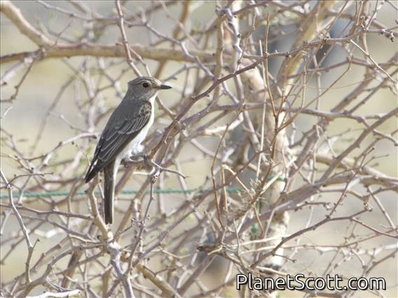 Spotted Flycatcher (Muscicapa striata)
