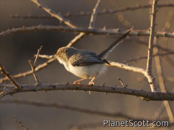 Red-fronted Warbler (Urorhipis rufifrons)