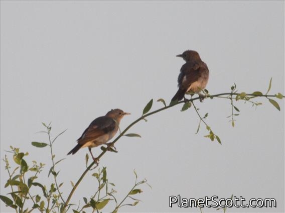 Wattled Starling (Creatophora cinerea) - Female