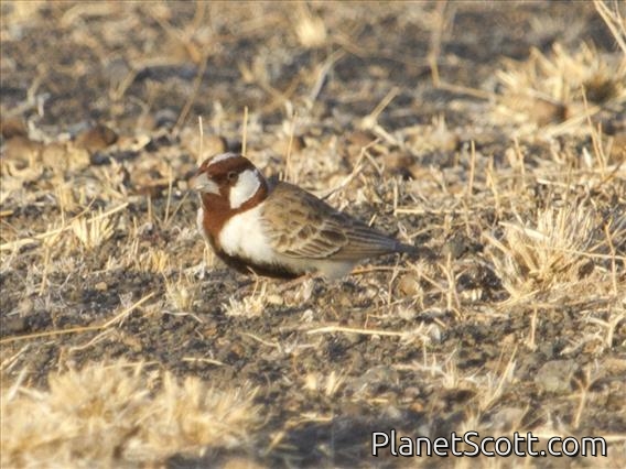 Chestnut-headed Sparrow-Lark (Eremopterix signata)