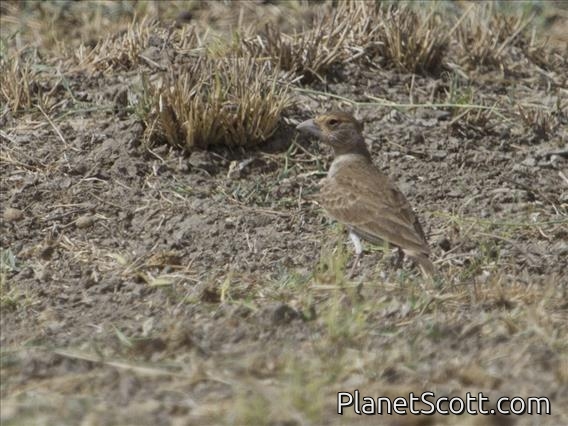 Chestnut-headed Sparrow-Lark (Eremopterix signata) - Female