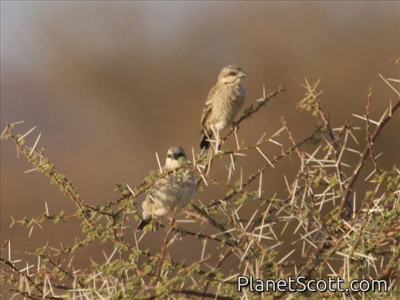 Donaldson-Smith's Sparrow-Weaver (Plocepasser donaldsoni)