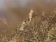 Donaldson-Smith's Sparrow-Weaver (Plocepasser donaldsoni)
