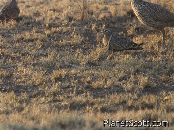 Lichtenstein's Sandgrouse (Pterocles lichtensteinii) - Male