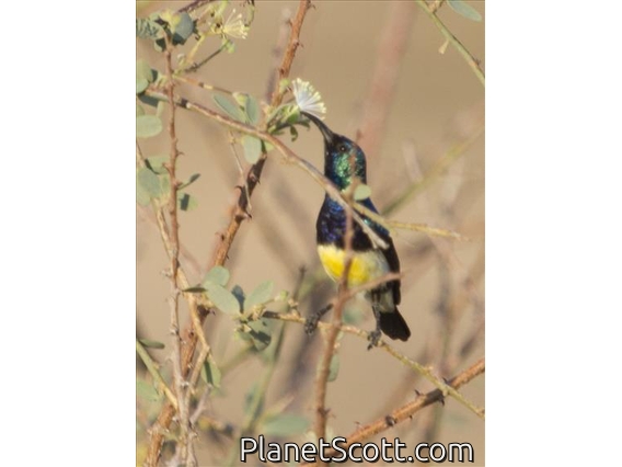 Variable Sunbird (Cinnyris venustus) - Male