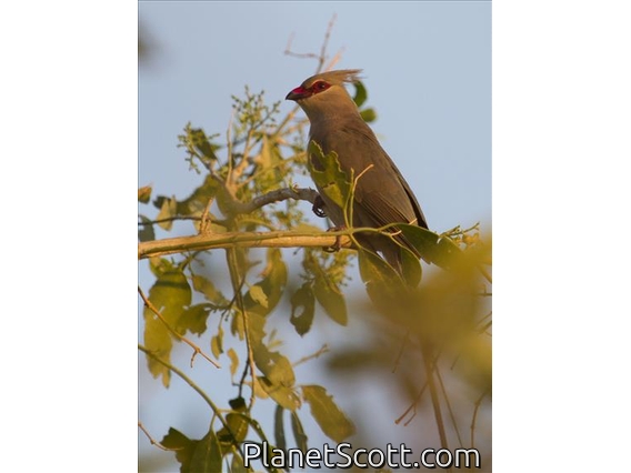 Blue-naped Mousebird (Urocolius macrourus)