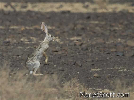 African Savanna Hare (Lepus victoriae)