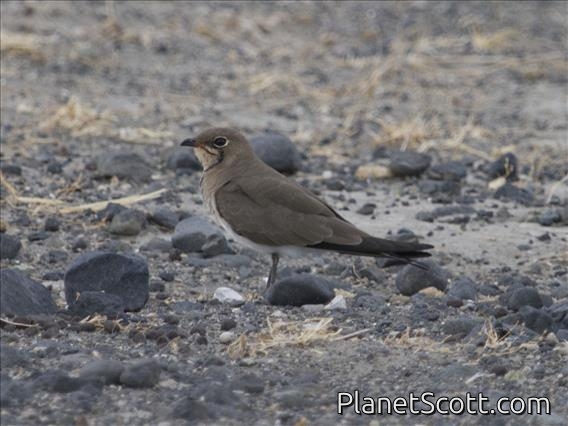 Collared Pratincole (Glareola pratincola)