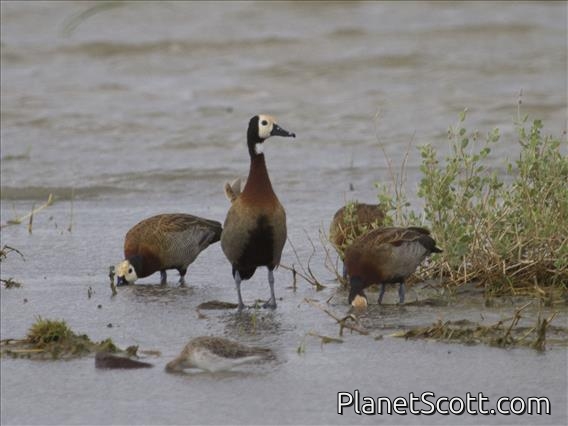 White-faced Whistling-Duck (Dendrocygna viduata)