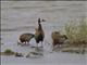 White-faced Whistling-Duck (Dendrocygna viduata)