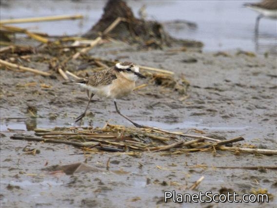 Kittlitz's Plover (Charadrius pecuarius)