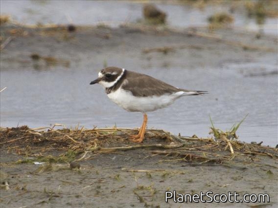 Common Ringed Plover (Charadrius hiaticula) - Non-breeding