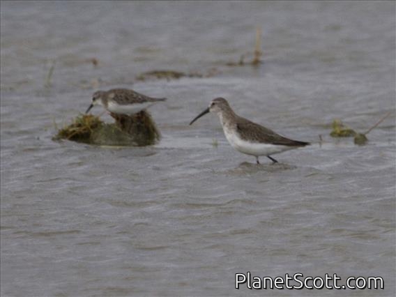 Curlew Sandpiper (Calidris ferruginea)