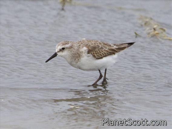 Little Stint (Calidris minuta)